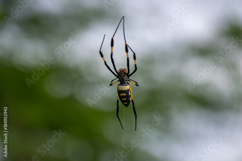 Golden Orb Silk Weaver Spider, Boa Vista, Cape Verde