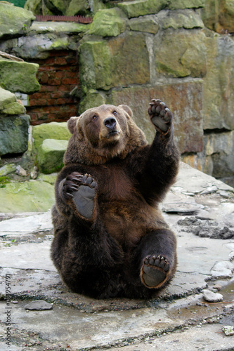 Playful friendly bear in a funny pose waving its paw.