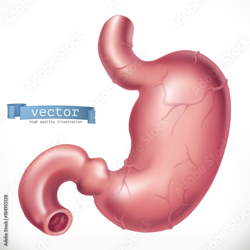 Stomach. Medicine, internal organs. 3d vector icon.eps