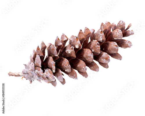 Long sugar pine cone with resin, Pinus Lambertiana, isolated on white background photo