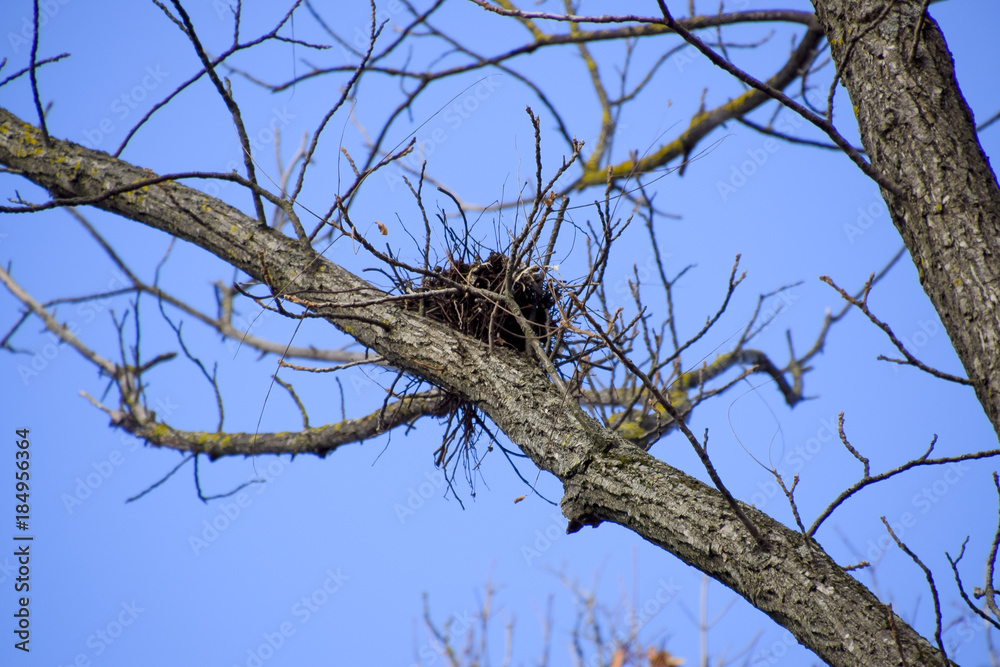 Nests of crows on high branches of trees. Late fall. Nests of birds. Nests of crows on high branches of trees. Late fall. Nests of birds.