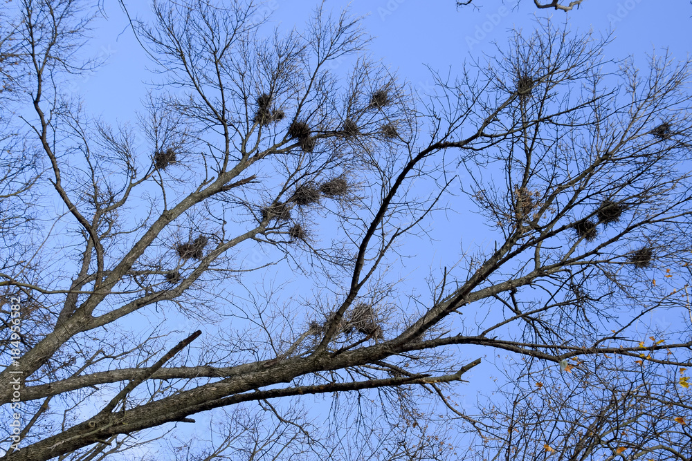 Nests of crows on high branches of trees. Late fall. Nests of birds. Nests of crows on high branches of trees. Late fall. Nests of birds.