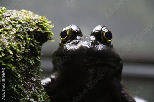 Rana con ojos grandes
