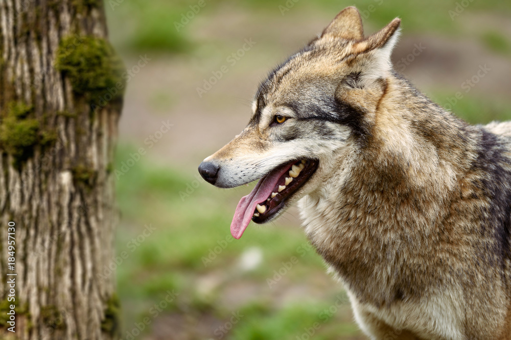 Grey Wolf (Canis lupus)