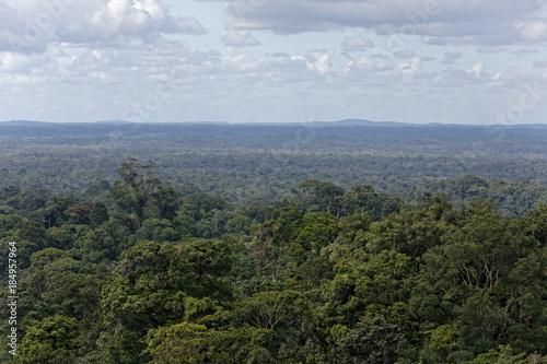 la for  t amazonienne  poumon de la terre    sauvegarder  Guyane fran  aise