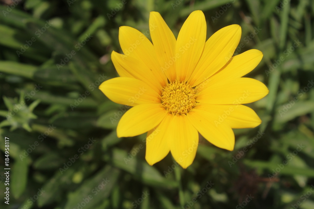 Flor amarilla Flor amarilla