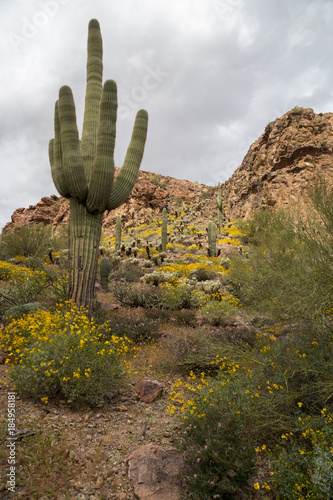 Large Saguaro on Desert Hill, Arizona, USA