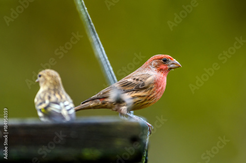 House Finch (Carpodacus mexicanus) picking from a bird feeder © Ferenc