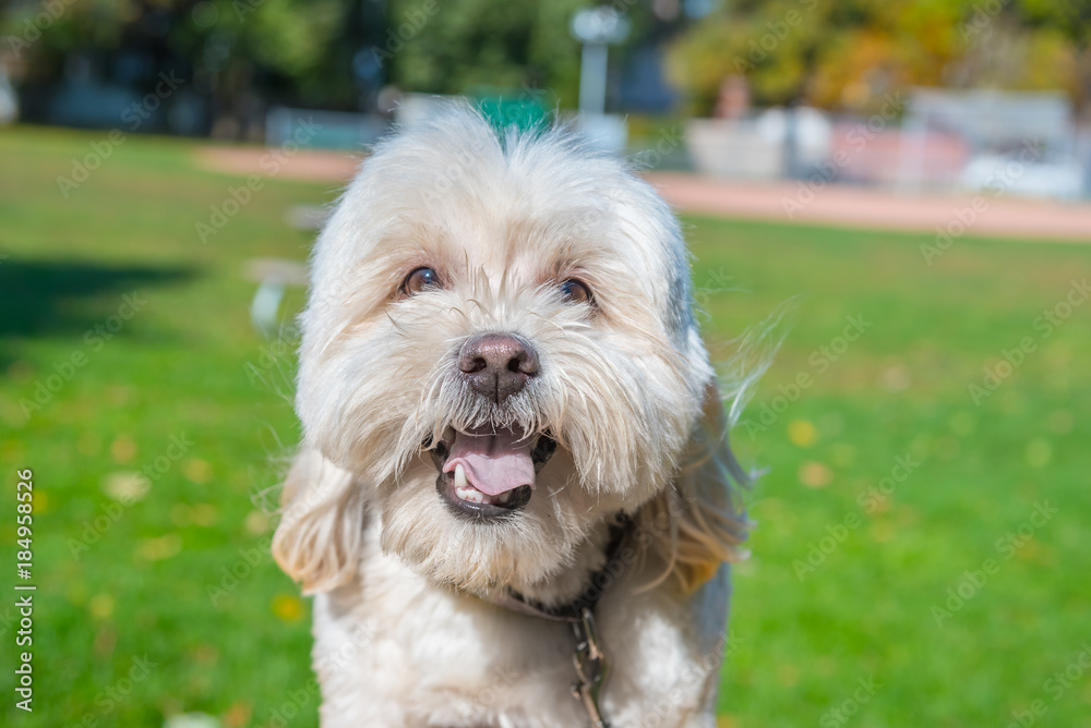 Happy dog Happy dog
