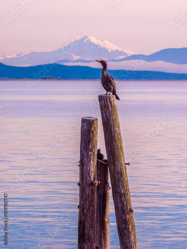 Cormorant on piles at the shore. Sidney, BC, Vancouver Island, Canada © pr2is