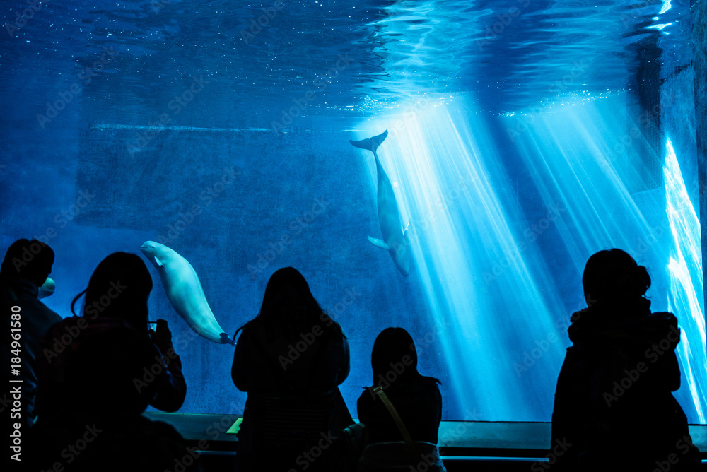 Fototapeta premium スナメリ 水族館