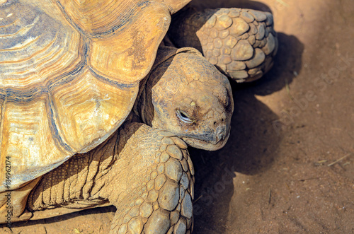 Die Landschildkröte - ein Tierportrait photo