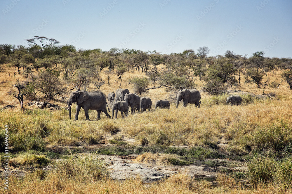 Serengeti National Park Elephants Serengeti National Park Elephants