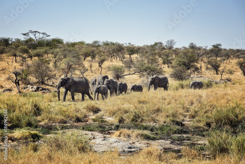 Serengeti National Park Elephants