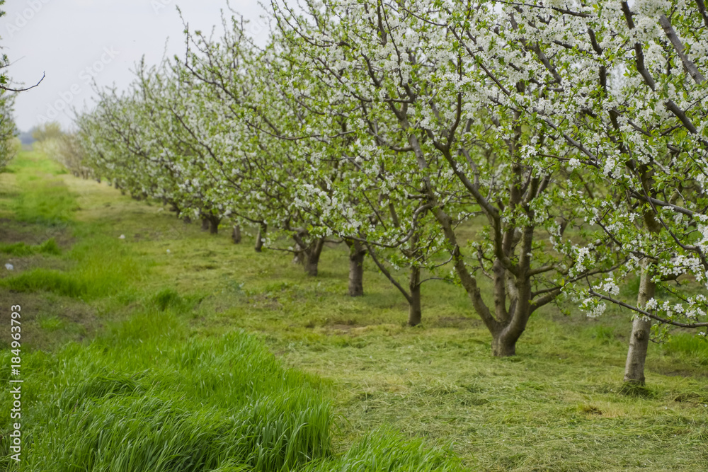 Flowering plum garden Flowering plum garden