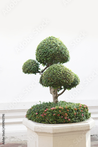green small garden tree
