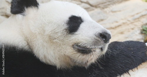 Panda sleeping at zoo