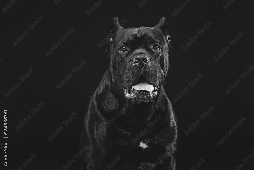 beautiful cane corso dog beautiful cane corso dog