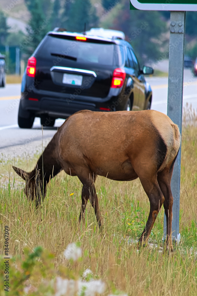 Obraz premium A female elk grazing extremely close to a busy highway