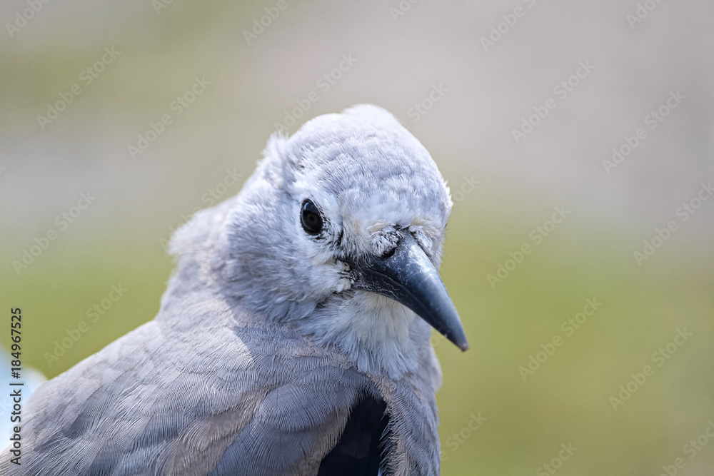 Obraz premium Closeup of a Clarks Nutcracker bird head