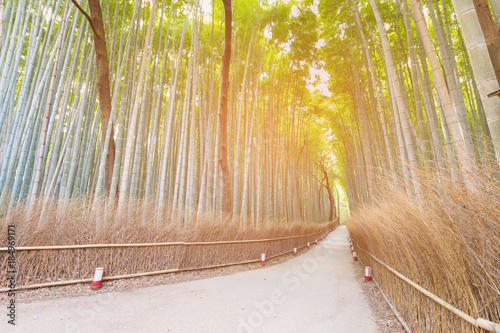 Bamboo forest Arashiyama  with walking way with sunlight effect, natural landscape background photo