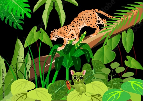 Leopard and tarsier in the night jungle, wildlife theme, backgound. Vector