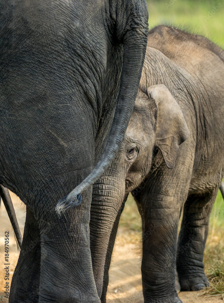 Fototapeta premium India elephant