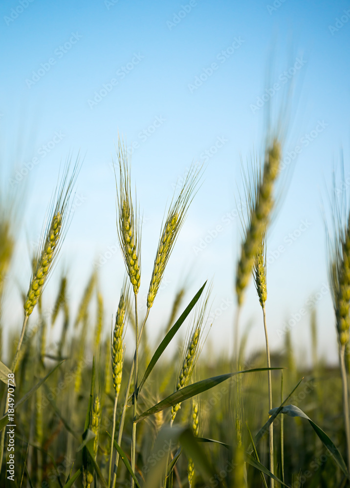 Image of barley corns growing in a field Image of barley corns growing in a field