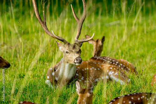 Spotted deer © NIKHIL
