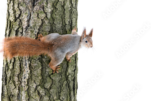 curious red squirrel with fluffy fur sits on tree trunk and looks for food © Mr Twister