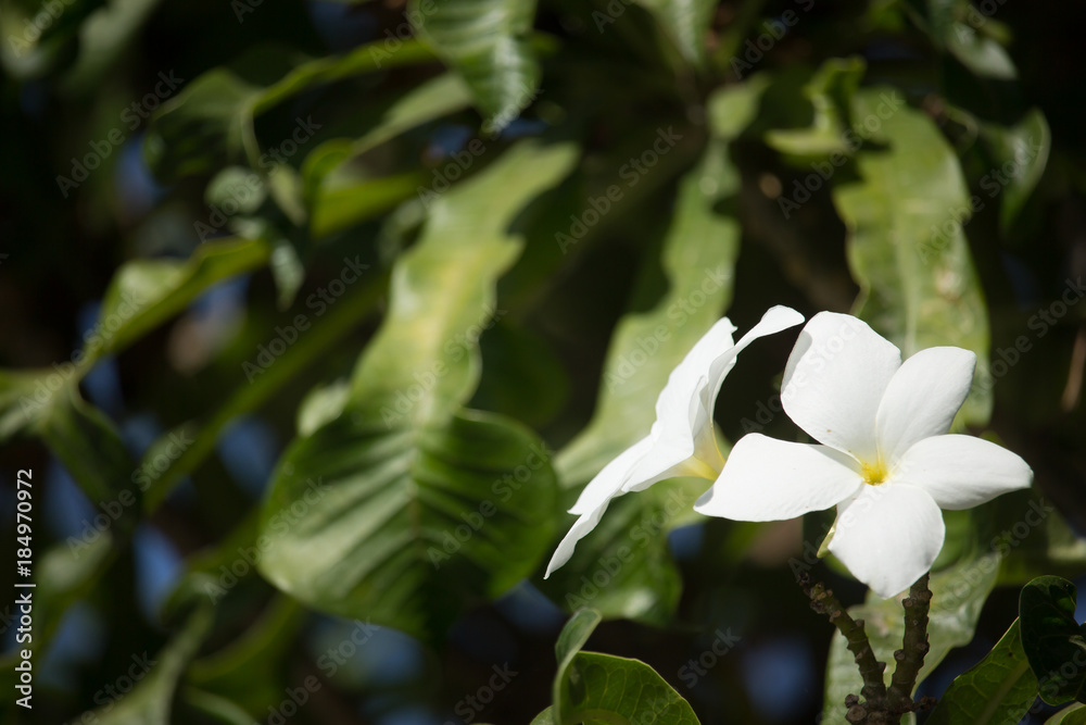 Close up of Whtie mix soft Yellow Plumeria flower Close up of Whtie mix soft Yellow Plumeria flower