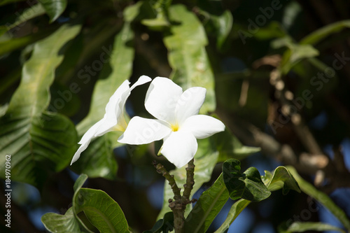 Close up of Whtie mix soft Yellow  Plumeria flower