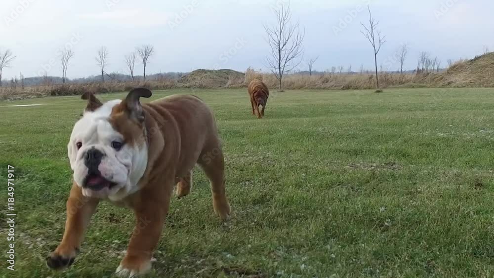 english bulldog puppy running super slow motion cute jowly face snowflakes fall english bulldog puppy running super slow motion cute jowly face snowflakes fall