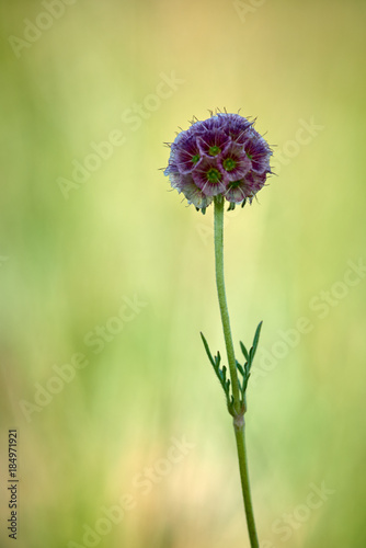 Flower on long stalk. A flower is a complex system of organs of seed reproduction of flowering plants.