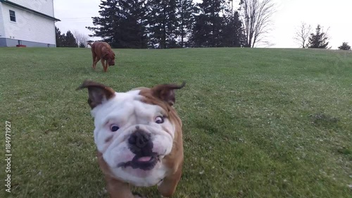 cute english bulldog puppy getting belly rub and then chasing owner 4k gimbal