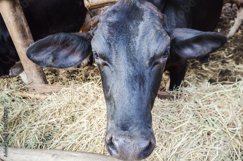 black cow and closeup