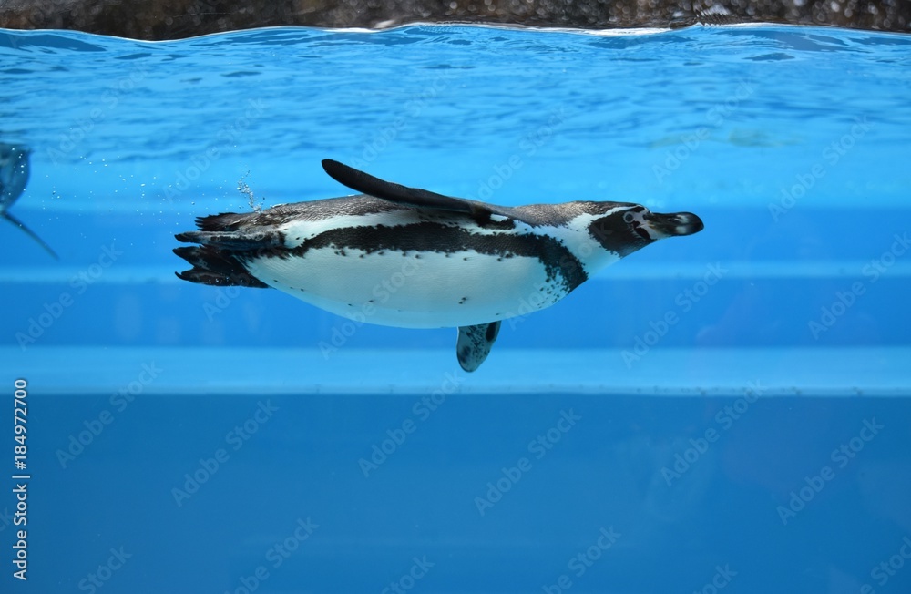 Obraz premium ペンギン