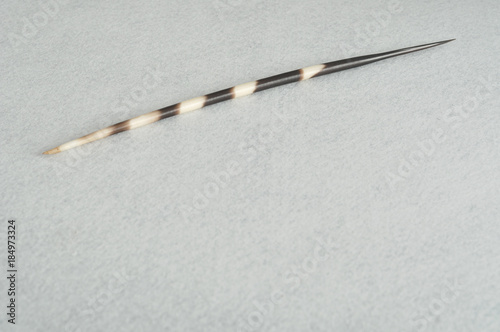 A porcupine spine