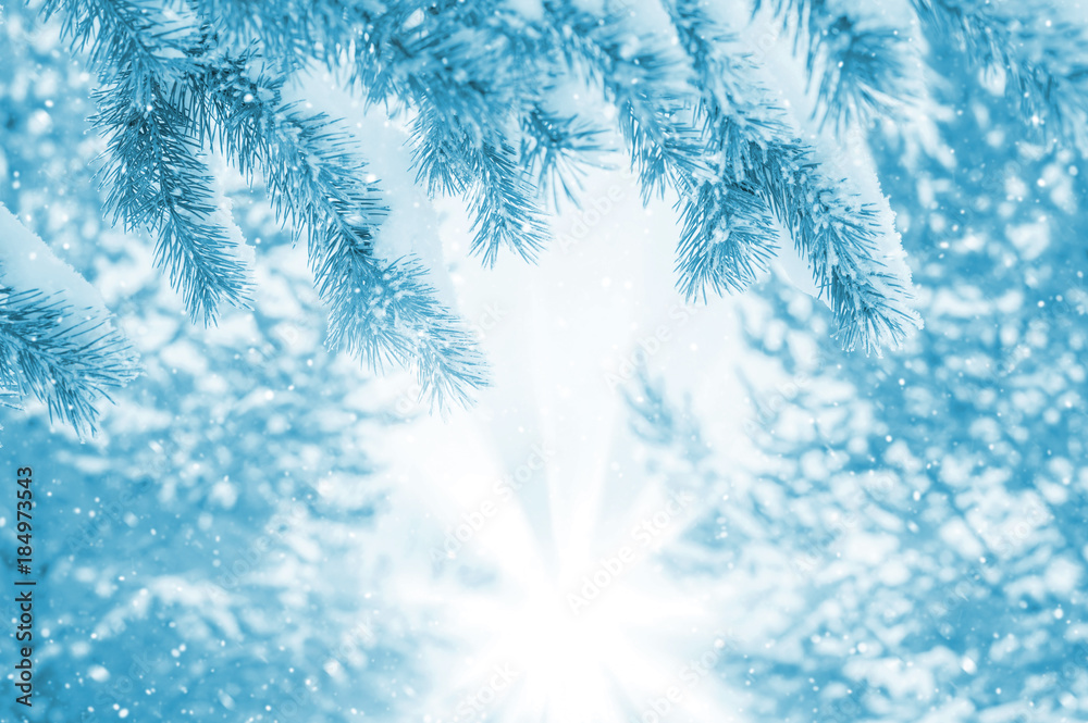 Snow-covered pine branches in the rays of the bright sun Snow-covered pine branches in the rays of the bright sun
