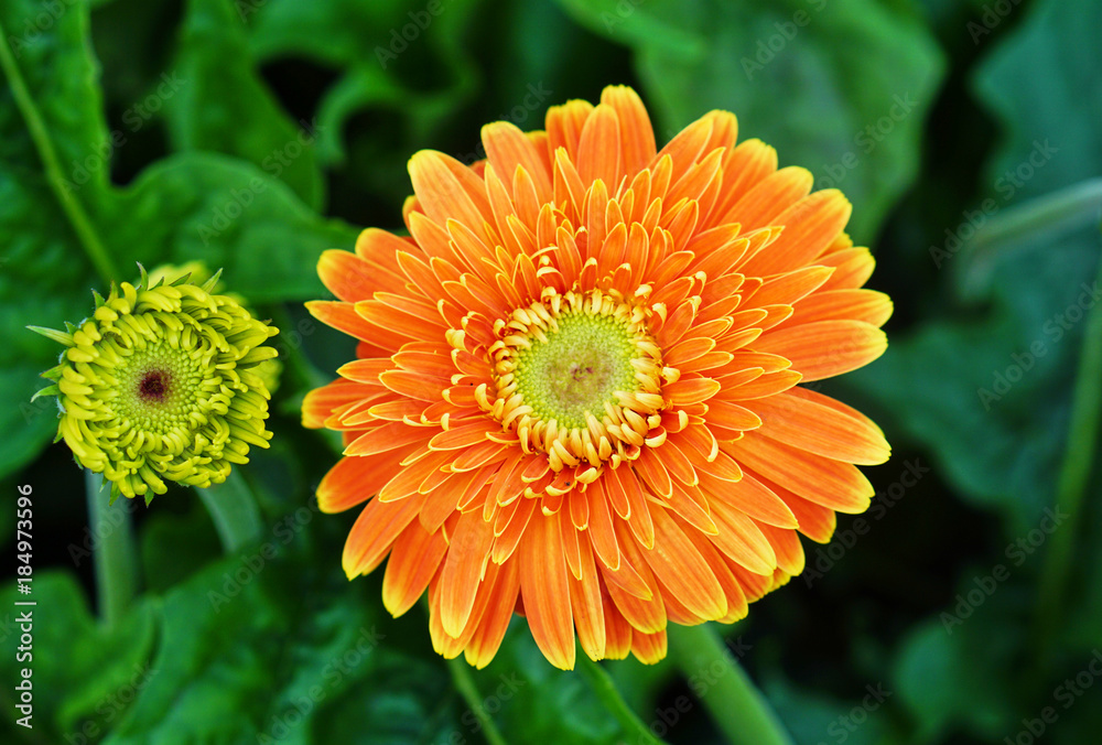 Orange Gerbera jamesonii blossom in Thailand Orange Gerbera jamesonii blossom in Thailand