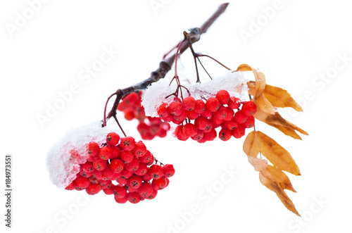 Bunches of rowan covered with snow isolated on white background