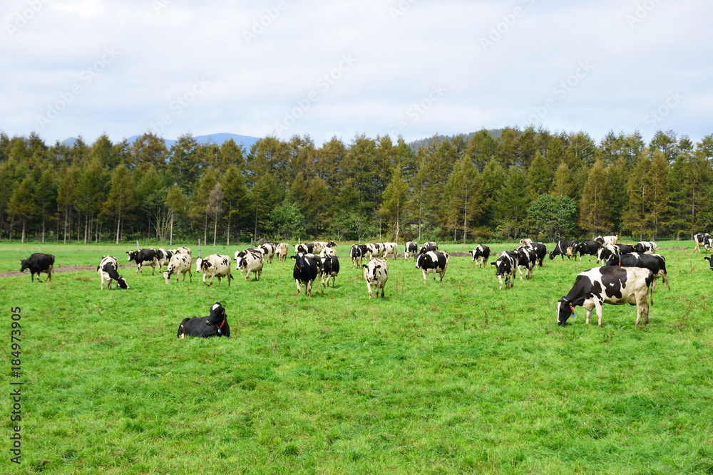 Fototapeta premium 北海道の牧場