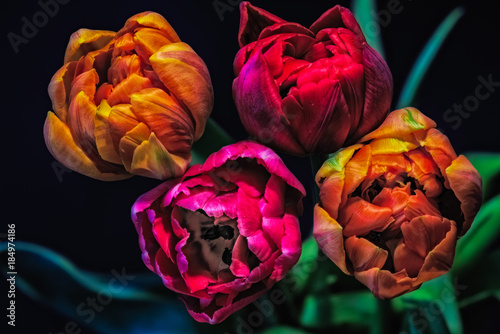 surrealistyczny-bukiet-czerwonych-rozowych-i-zoltych-kwiatow-tulipanow-na-naturalnym-rozmytym-tle