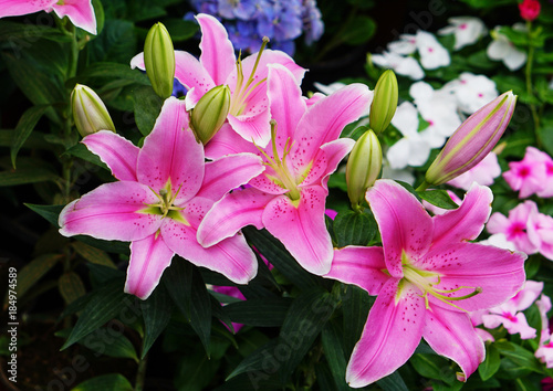 pink lily is blossom in Thailand