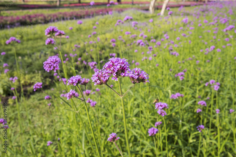 Beautiful purple flower of Verbena flowers on green background. Selective focus. Beautiful purple flower of Verbena flowers on green background. Selective focus.