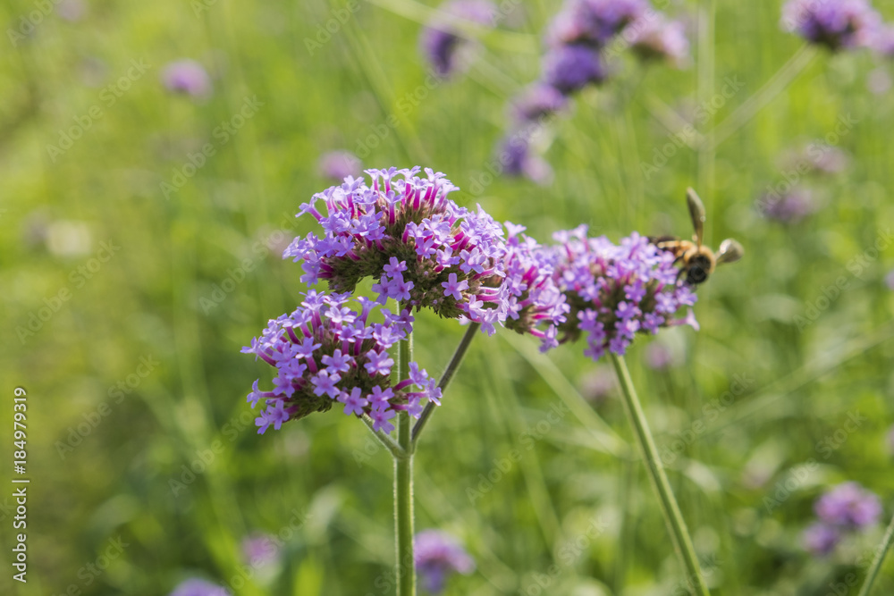 Beautiful purple flower of Verbena flowers on green background. Selective focus. Beautiful purple flower of Verbena flowers on green background. Selective focus.
