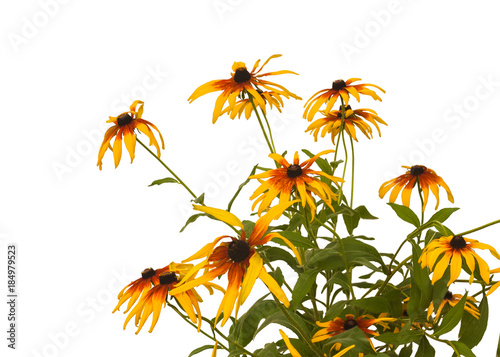 Blossoming yellow  Rudbeckia isolated