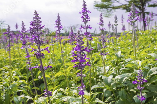 Group of Angelonia goyazensis Benth or purple Angelonia flower in the garden.