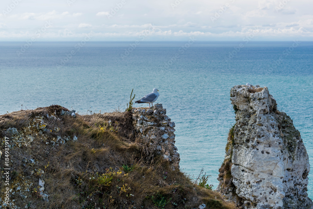 Mouette à Etretat, Normandie, France.