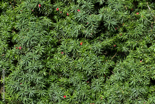English yew or european yew green branches with red berry